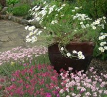 Alpine Garden & Nursery