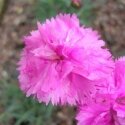 Now is the perfect time to plant alpines