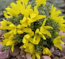 Vitaliana primuliflora