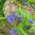 Now is the perfect time to plant alpines