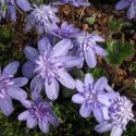 Hepatica Open Day