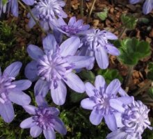 Hepatica ‘Connie Greenfield’