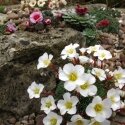 Stunning saxifrages
