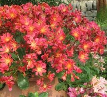 Lewisias