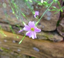 Petrorrhagia saxifraga (SORRY SOLD OUT)