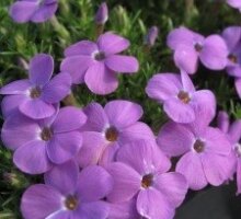 Phlox douglasii ‘Apollo’