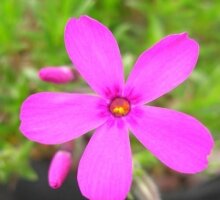 Phlox douglasii ‘Crackerjack’ AGM