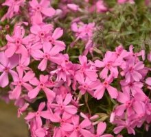 Phlox subulata ‘Spring Light Pink’