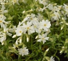 Phlox subulata ‘Spring White’