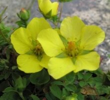 Potentilla eriocarpa