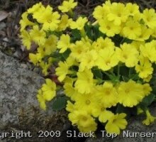 Primula auricula ‘Blairside Yellow’