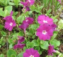 Primula x pubescens ‘Boothman’s Variety’