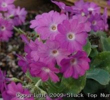 Primula marginata ‘Highland Twilight’