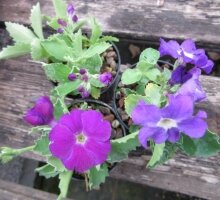 Primula pubescens ‘Slack Top Hybrids’