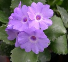 Primula marginata ‘Slack Top hybrids’