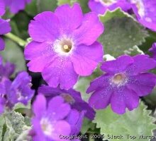 Primula marginata ‘Beamish’ (SORRY SOLD OUT)