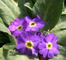 Primula scotica (SOLD OUT SORRY)