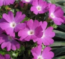 Primula x forsteri ‘Bilekii’