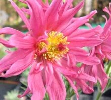 Pulsatilla ‘Papageno’ (SORRY SOLD OUT)