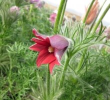 Pulsatilla ‘Red Bells’