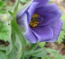 Pulsatilla turczaninowii