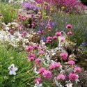 Superb range of summer flowering alpines