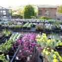 Alpine benches full to bursting!