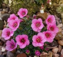 Saxifraga ‘Harlow Carr’ (Kabschia)