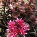 Now is the perfect time to plant alpines