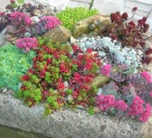 Alpine Garden & Nursery