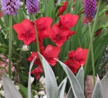 Tatton close up