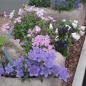 See us Saturday 2nd April at RHS Bridgewater (Manchester)